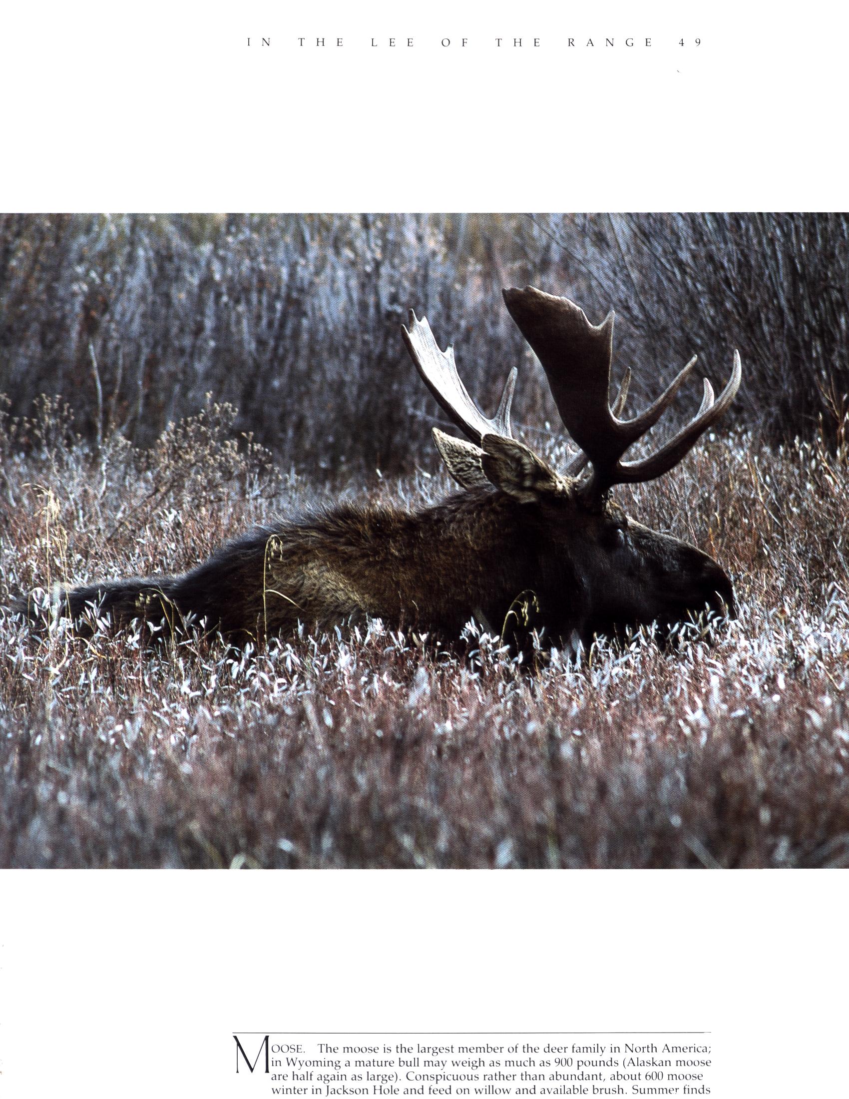 GRAND TETON NATIONAL PARK: where lightning walks. GRTE0696